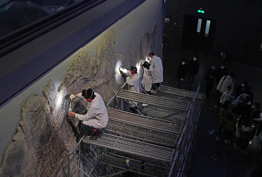 由于化石体型巨大，修复师需要站在高处工作。贾磊摄